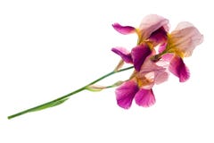 Purpurowy irysowy kwiat fotografia royalty free Purpurowy irysowy kwiat fotografia royalty free