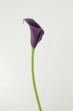 Purpurowy kalii lelui kwiat na białym odosobnionym tle obraz stock Purpurowy kalii lelui kwiat na białym odosobnionym tle obraz stock