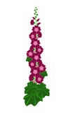 Purpurowy ślazu kwiat ilustracja wektor Purpurowy ślazu kwiat ilustracja wektor