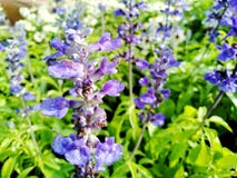 Purpurrote Blumen, schöne grüne Blätter im Garten lizenzfreies stockbild Purpurrote Blumen, schöne grüne Blätter im Garten lizenzfreies stockbild