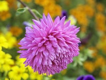Purpurrote Chrysanthemenblume, die im Garten blüht lizenzfreie stockbilder Purpurrote Chrysanthemenblume, die im Garten blüht lizenzfreie stockbilder
