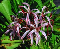Purpurrote Crinum-Lilie lizenzfreie stockfotos Purpurrote Crinum-Lilie lizenzfreie stockfotos