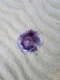 Purpurrote Jelly Fish, Sand-Hügel setzen, NS Kanada auf den Strand lizenzfreies stockbild Purpurrote Jelly Fish, Sand-Hügel setzen, NS Kanada auf den Strand lizenzfreies stockbild