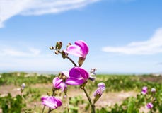 Purpurrote wilde Blumen auf Strand lizenzfreie stockfotografie Purpurrote wilde Blumen auf Strand lizenzfreie stockfotografie