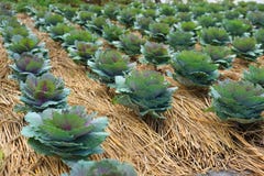 Purpurroter Kohl auf Gemüseplan stockfotos Purpurroter Kohl auf Gemüseplan stockfotos