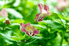 Purpurrotes Weiß beschmutzte mimulus Affeblume im Garten Lizenzfreies Stockbild Purpurrotes Weiß beschmutzte mimulus Affeblume im Garten Lizenzfreies Stockbild