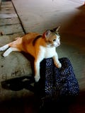 purr στοκ φωτογραφία με δικαίωμα ελεύθερης χρήσης purr στοκ φωτογραφία με δικαίωμα ελεύθερης χρήσης