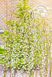 Pussy Willow Branches With Catkins. Blooming Spring Flowers. Royalty Free Stock Photo