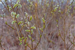 willow twigs in spring close-up stock image willow twigs in spring close-up stock image