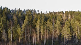 Pustkowi lasowi drzewa w pogodnym wiosna dniu kształtują teren widok zdjęcia royalty free Pustkowi lasowi drzewa w pogodnym wiosna dniu kształtują teren widok zdjęcia royalty free