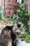 Puszysty Tabby kot w ogródzie z Buddha obrazy stock Puszysty Tabby kot w ogródzie z Buddha obrazy stock