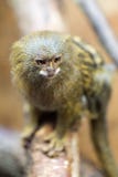 Pygmy marmoset ή pygmaea Cebuella Στοκ φωτογραφία με δικαίωμα ελεύθερης χρήσης Pygmy marmoset ή pygmaea Cebuella Στοκ φωτογραφία με δικαίωμα ελεύθερης χρήσης