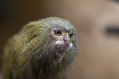 Pygmy marmoset ή pygmaea Cebuella στοκ εικόνες Pygmy marmoset ή pygmaea Cebuella στοκ εικόνες