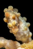 Pygmy seahorse royalty free stock photo Pygmy seahorse royalty free stock photo
