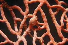 Pygmy seahorse στο gorgonian κοράλλι στοκ φωτογραφίες με δικαίωμα ελεύθερης χρήσης Pygmy seahorse στο gorgonian κοράλλι στοκ φωτογραφίες με δικαίωμα ελεύθερης χρήσης