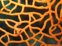 pygmy ιππόκαμπων της Denise seahorse στοκ φωτογραφίες με δικαίωμα ελεύθερης χρήσης pygmy ιππόκαμπων της Denise seahorse στοκ φωτογραφίες με δικαίωμα ελεύθερης χρήσης