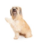 Pyrenean Shepherd Dog Offering Paw Stock Images