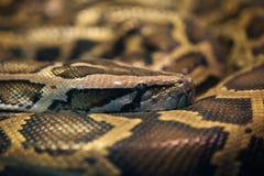 Python snake sleep royalty free stock photo Python snake sleep royalty free stock photo