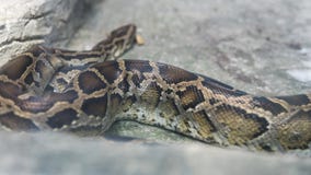 python στην κινηματογράφηση σε πρώτο πλάνο terrarium nVietnamese ζωολογικός κήπος του Ho Chi Minh στοκ φωτογραφία με δικαίωμα ελεύθερης χρήσης python στην κινηματογράφηση σε πρώτο πλάνο terrarium nVietnamese ζωολογικός κήπος του Ho Chi Minh στοκ φωτογραφία με δικαίωμα ελεύθερης χρήσης