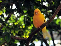 Pájaro amarillo del pinzón fotografía de archivo Pájaro amarillo del pinzón fotografía de archivo