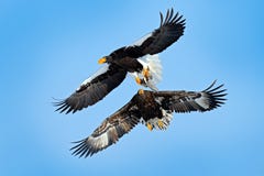 Pájaro con la captura de pescados Lucha de Eagles en el cielo azul Escena del comportamiento de la acción de la fauna de la natur foto de archivo Pájaro con la captura de pescados Lucha de Eagles en el cielo azul Escena del comportamiento de la acción de la fauna de la natur foto de archivo