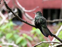 Pájaro en descanso 6 del tarareo Imagen de archivo libre de regalías Pájaro en descanso 6 del tarareo Imagen de archivo libre de regalías