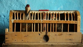 Pájaro en una jaula de madera Pájaro en una jaula de madera