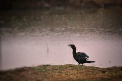 Pájaro que consigue listo para volar fotos de archivo Pájaro que consigue listo para volar fotos de archivo