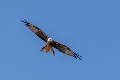 Pájaro rojo de la cometa de las termal altísimas de la presa en verano imagen de archivo Pájaro rojo de la cometa de las termal altísimas de la presa en verano imagen de archivo
