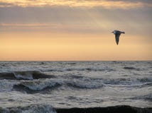 Pájaro sobre el mar Fotos de archivo libres de regalías Pájaro sobre el mar Fotos de archivo libres de regalías