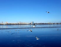 Pájaros de la lactancia en el hielo de un río congelado ancho: palomas, patos, gaviotas en la distancia fotografía de archivo Pájaros de la lactancia en el hielo de un río congelado ancho: palomas, patos, gaviotas en la distancia fotografía de archivo