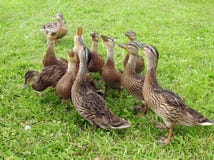 Pájaros del pato de Yang en la hierba verde, Lituania imagenes de archivo Pájaros del pato de Yang en la hierba verde, Lituania imagenes de archivo