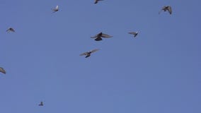 Pájaros en vuelo Pájaros en vuelo