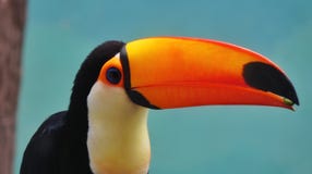 pájaros imágenes de archivo libres de regalías pájaros imágenes de archivo libres de regalías