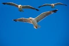 Pájaros que vuelan en el cielo imagen de archivo Pájaros que vuelan en el cielo imagen de archivo
