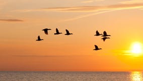 Pájaros que vuelan en el cielo en la puesta del sol Pájaros que vuelan en el cielo en la puesta del sol