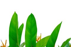 Pássaro amarelo da flor da flor de paraíso com as folhas verdes em branco isoladas fotografia de stock royalty free Pássaro amarelo da flor da flor de paraíso com as folhas verdes em branco isoladas fotografia de stock royalty free