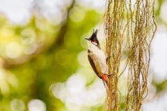 Pássaro com uma coroa na cabeça fotografia de stock Pássaro com uma coroa na cabeça fotografia de stock
