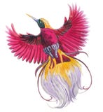 Pássaro de paraíso tropical mágico Ilustração azul, pássaro bonito da aquarela do voo colorido vermelho, magenta único ilustração do vetor Pássaro de paraíso tropical mágico Ilustração azul, pássaro bonito da aquarela do voo colorido vermelho, magenta único ilustração do vetor