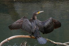 Pássaro preto do cormorão que está no rio do início de uma sessão com propagação das asas imagem de stock royalty free Pássaro preto do cormorão que está no rio do início de uma sessão com propagação das asas imagem de stock royalty free