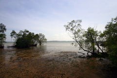 Pântano dos manguezais, tropical Foto de Stock Pântano dos manguezais, tropical Foto de Stock