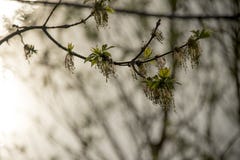 Pączkować wierzbowego drzewa w wiośnie z położenia słońcem w tle zdjęcia stock Pączkować wierzbowego drzewa w wiośnie z położenia słońcem w tle zdjęcia stock