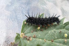 PÅFÅGEL CATERPILLAR SOM ÄTER STICKA NÄSSLABLADET royaltyfri bild PÅFÅGEL CATERPILLAR SOM ÄTER STICKA NÄSSLABLADET royaltyfri bild
