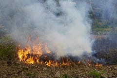 Pågående skogsbrand arkivfoto Pågående skogsbrand arkivfoto