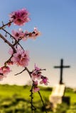 Påsk Död och pånyttfödelse: gravvalv- och mandelblommorna (Apulia) - ITALIEN fotografering för bildbyråer Påsk Död och pånyttfödelse: gravvalv- och mandelblommorna (Apulia) - ITALIEN fotografering för bildbyråer