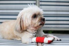 Pé ferido de Shih Tzu fotografia de stock Pé ferido de Shih Tzu fotografia de stock