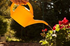Pélargonium de arrosage avec de l'eau petit distribuant avec précision le wat image libre de droits Pélargonium de arrosage avec de l'eau petit distribuant avec précision le wat image libre de droits