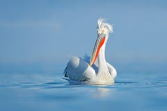 Pélican dalmatien, crispus de Pelecanus, dans le lac Kerkini, la Grèce Le withblue de Palican arrosent toujours la surface Scène Image libre de droits Pélican dalmatien, crispus de Pelecanus, dans le lac Kerkini, la Grèce Le withblue de Palican arrosent toujours la surface Scène Image libre de droits