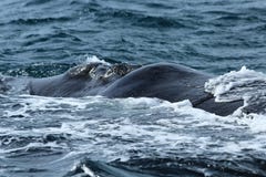 Péninsule de Valdes - Argentine La baleine photographie stock libre de droits Péninsule de Valdes - Argentine La baleine photographie stock libre de droits