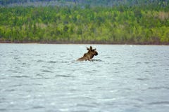 Période de la migration 6 Orignaux croisés au loin au nord de la rivière image stock Période de la migration 6 Orignaux croisés au loin au nord de la rivière image stock